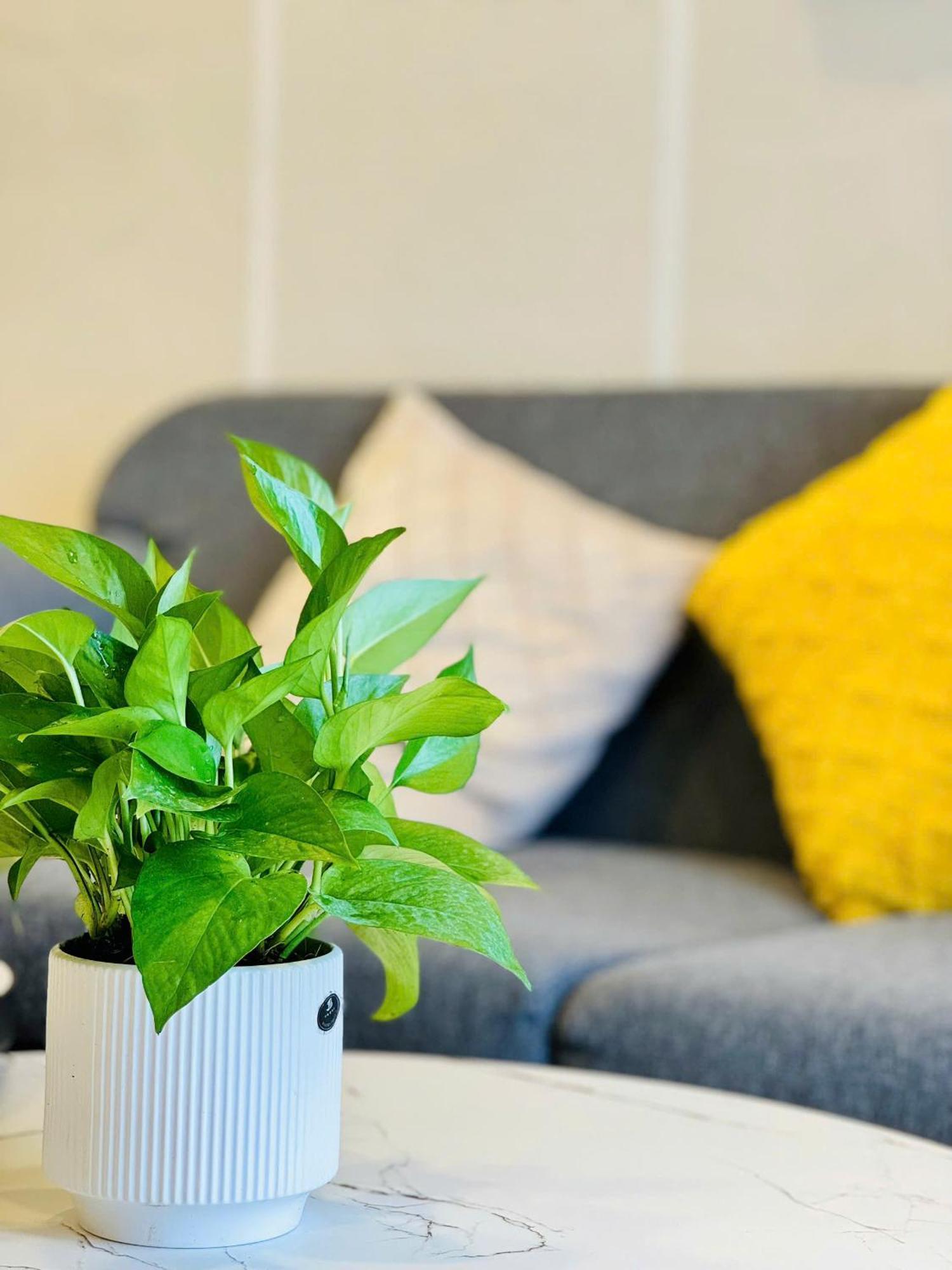 Soho Apt - Luxury Stay, Next To Benthanh Market ホーチミン市 エクステリア 写真